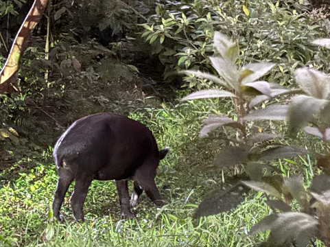 Tapir Valley Nature Reserve-Bijagua de Upala必去景点