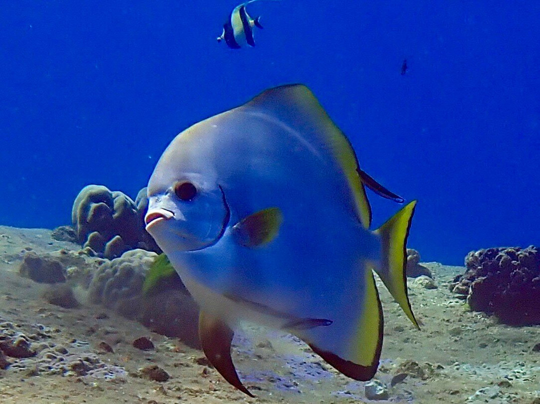 Loma Diving Adventure-拉克山必去景点