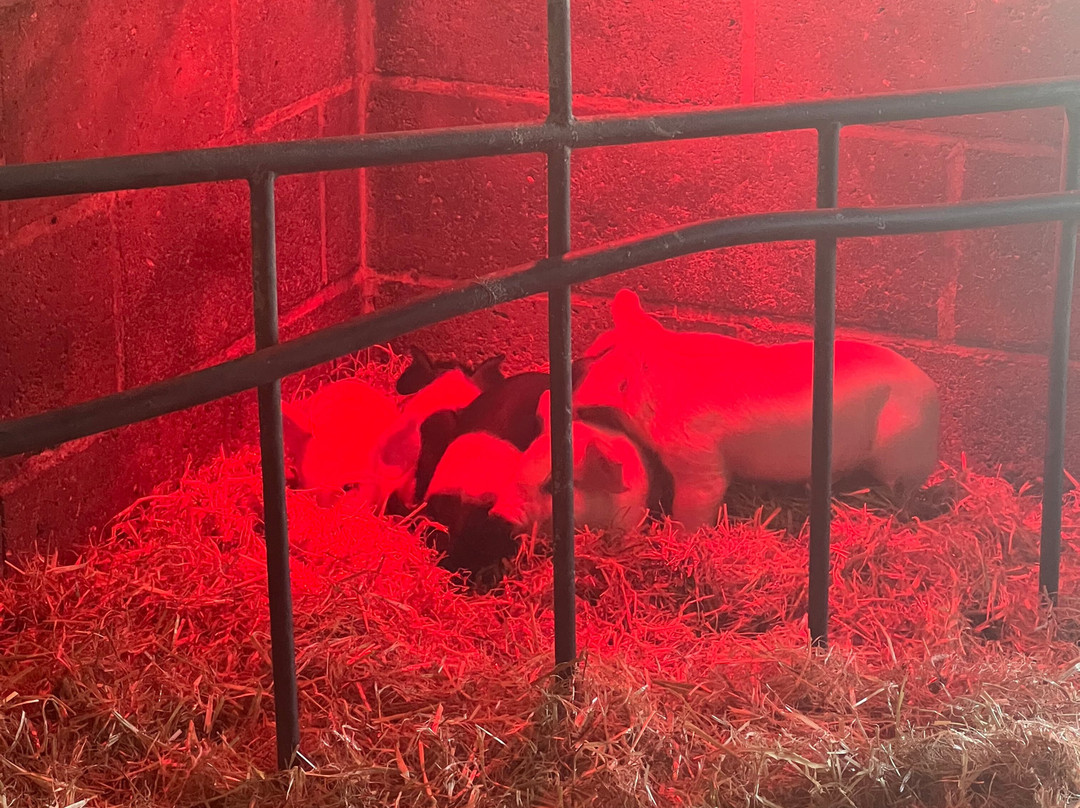 Wroxham Barns-Hoveton必去景点