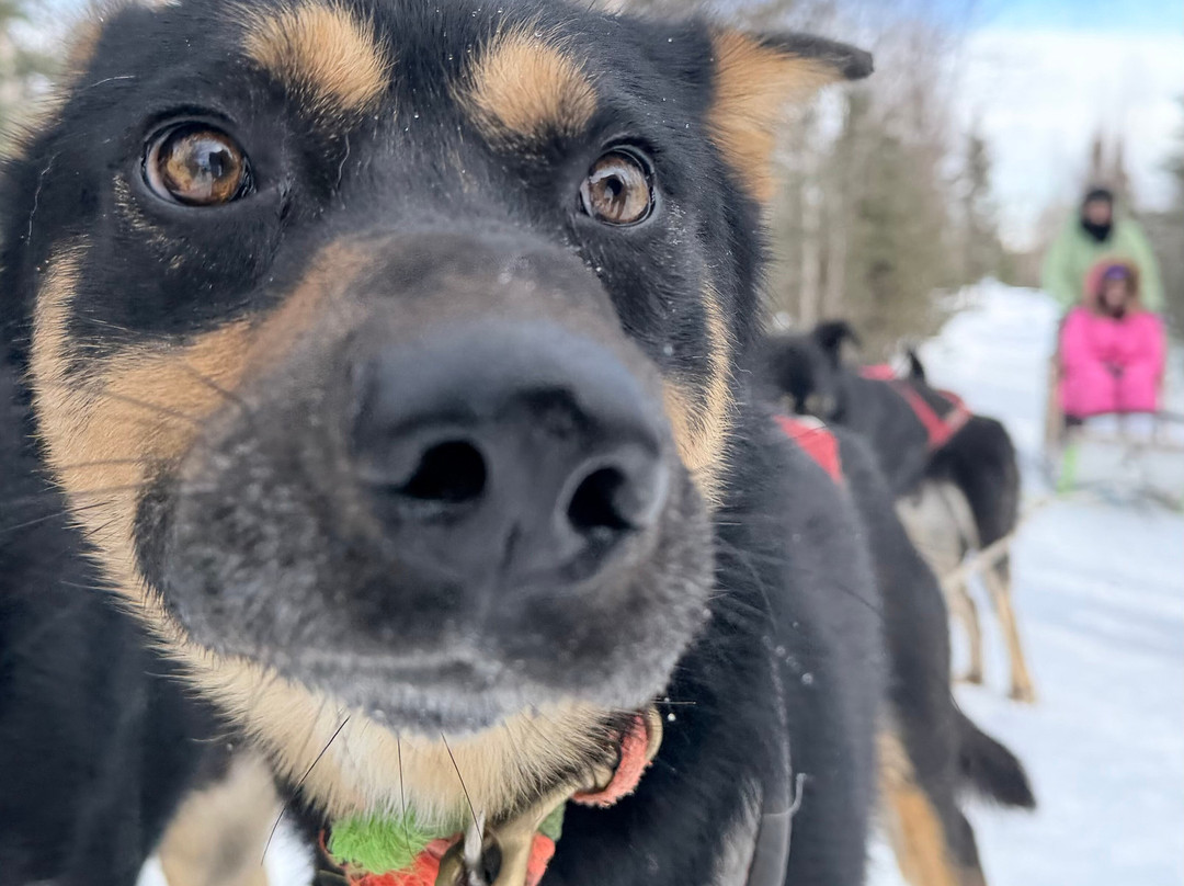 The Alaska Dogstead Mushing Company-Big Lake必去景点