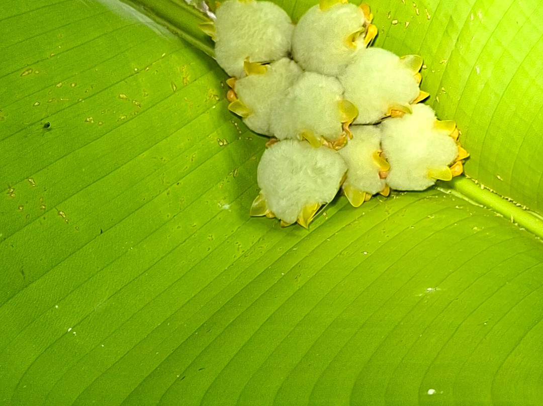 Pierella Ecological Garden-Horquetas必去景点