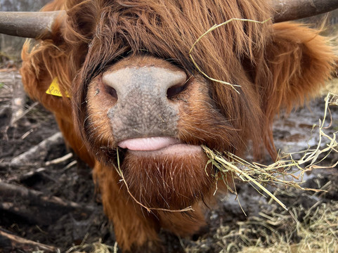 Highland Titles Nature Reserve-Duror必去景点