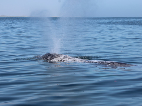 Murillos Bros Adventours-Puerto San Carlos必去景点