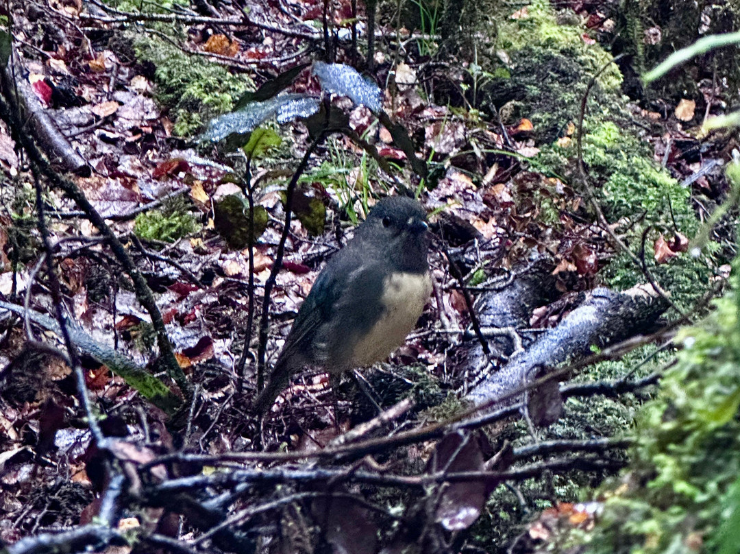 The Natural Flames Experience - Day Tours-Murchison必去景点