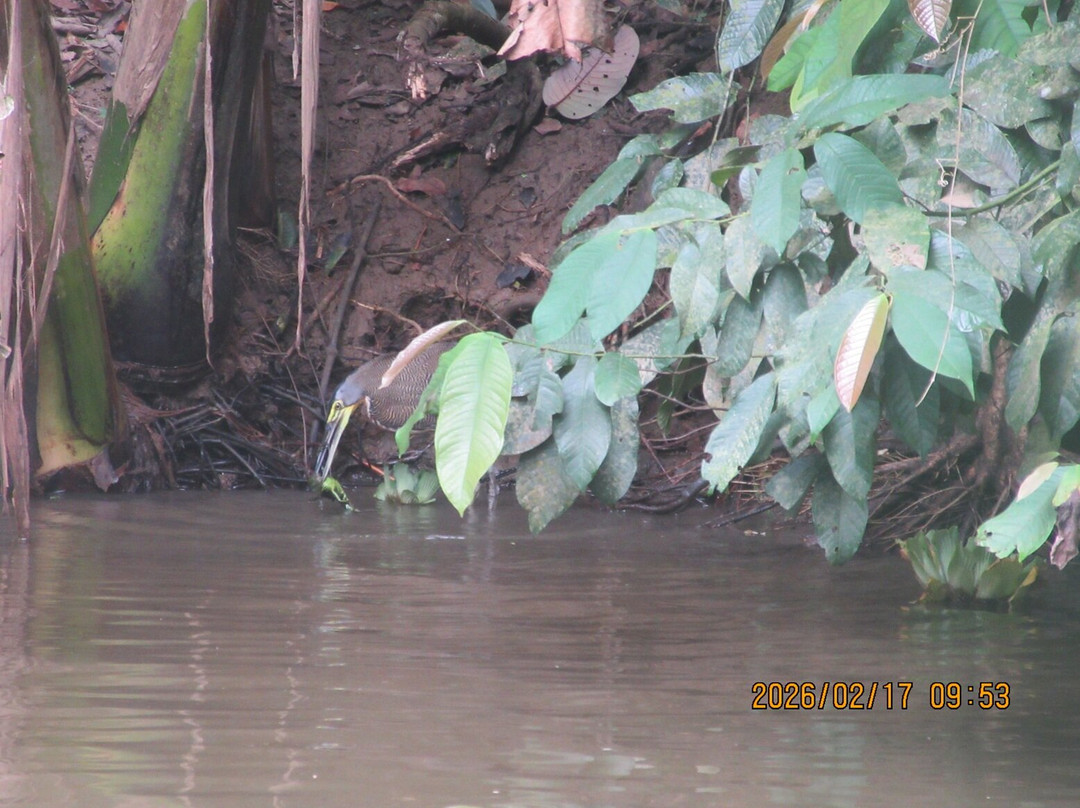 Tortuguero Canal-利蒙港必去景点