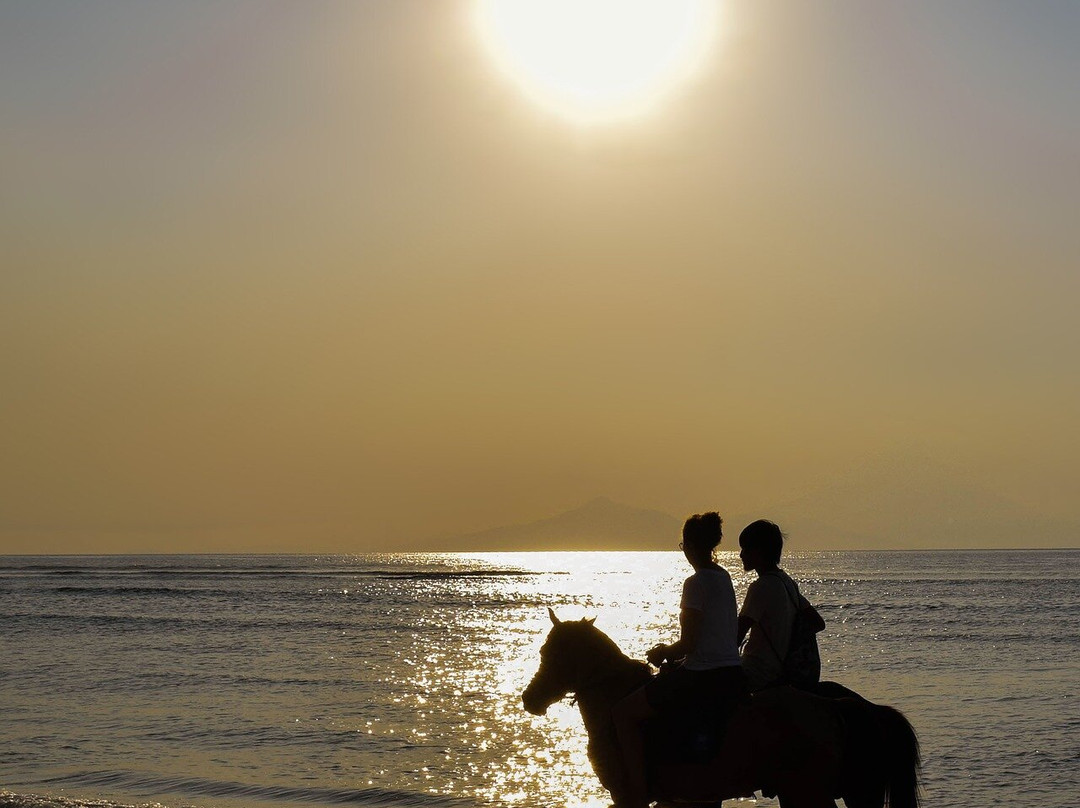 Horse hurghada-赫尔格达必去景点