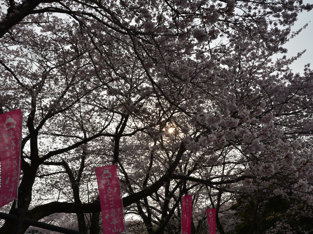 Iwamotoyama Park-富士市必去景点