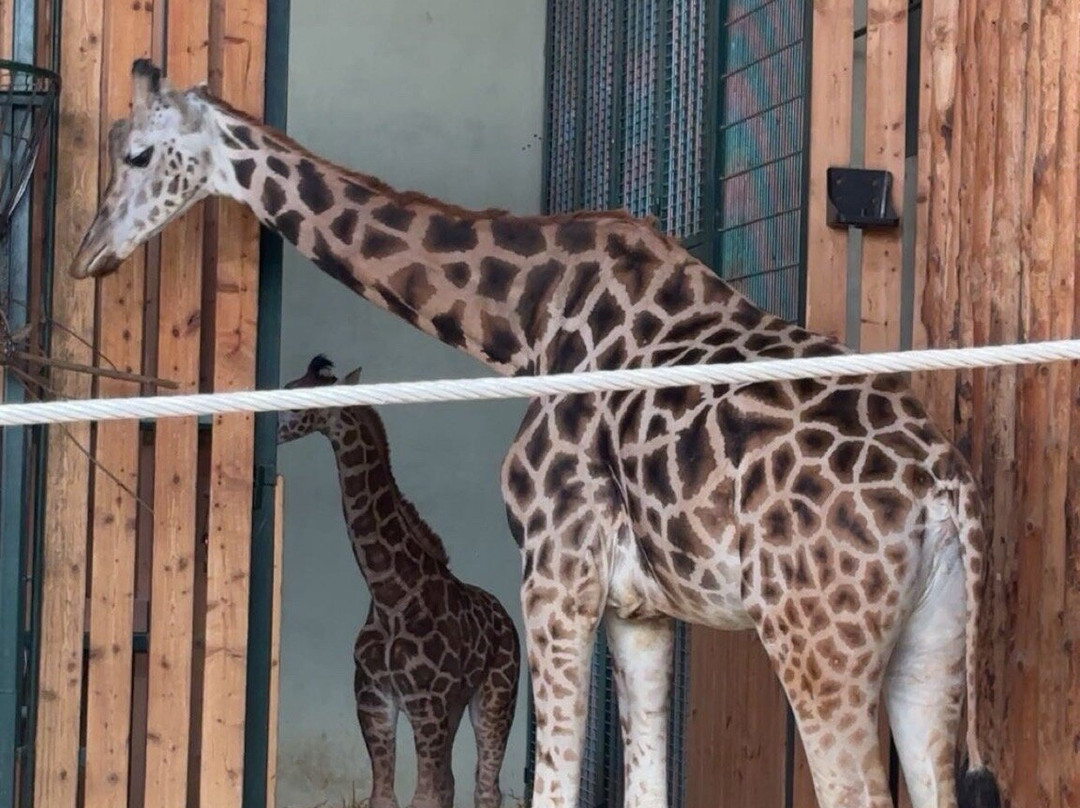 Oliwa Zoo-格但斯克必去景点