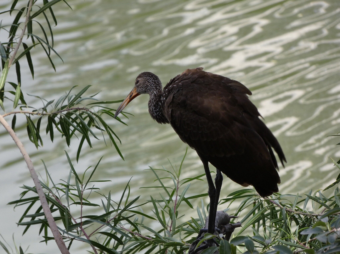 Reserva Ecológica Costanera Sur-布宜诺斯艾利斯必去景点
