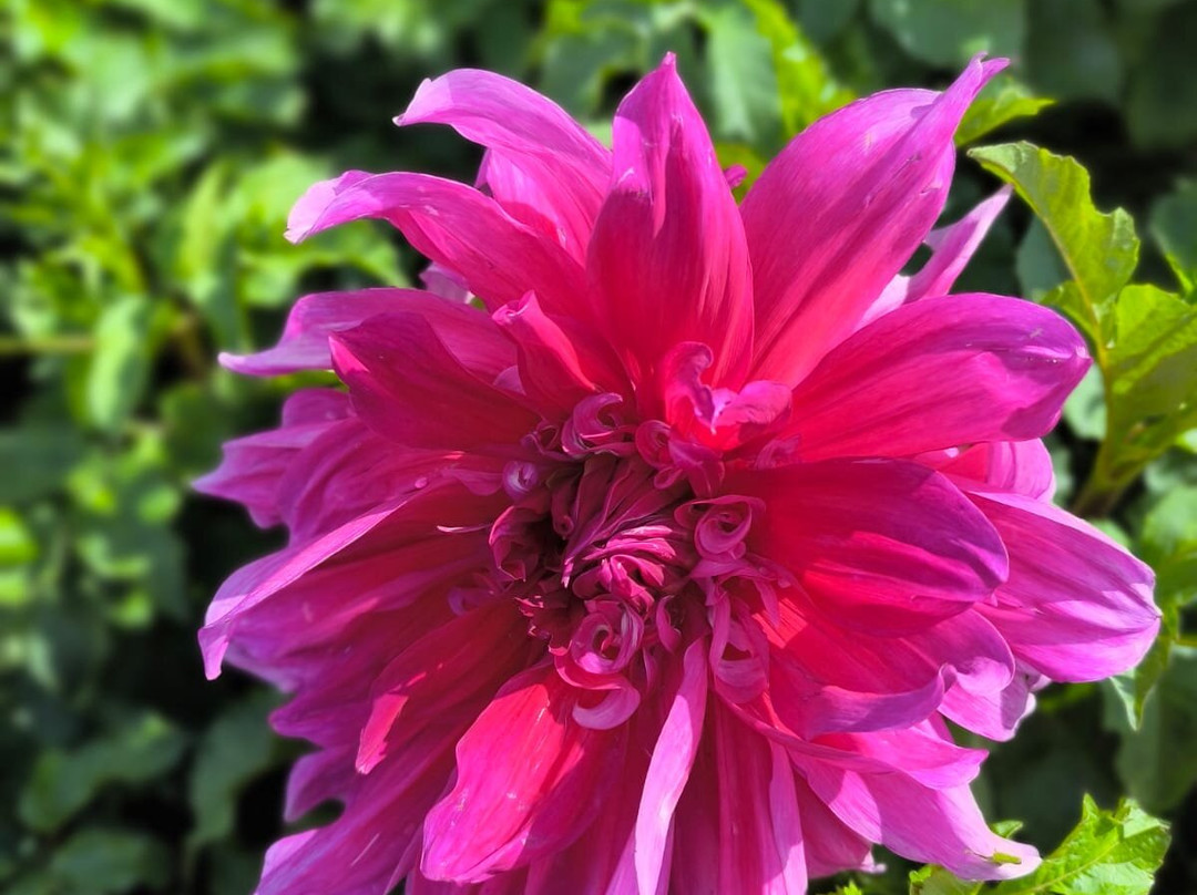 Jardin Botanique Jean-Marie Pelt-Villers-les-Nancy必去景点