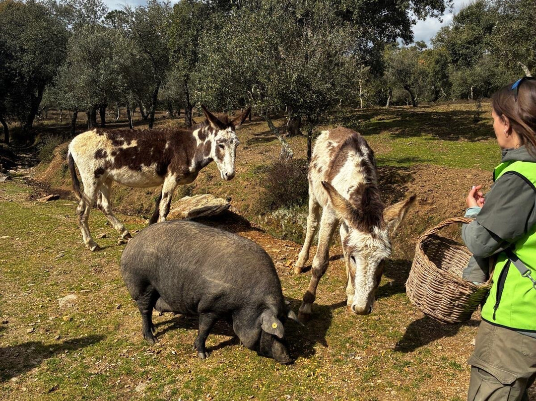 Ibéricos Vázquez-阿拉塞纳必去景点