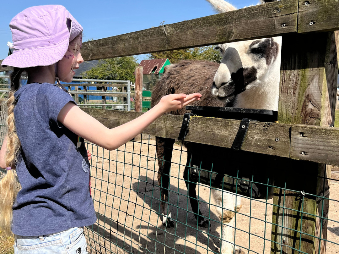 Finkley Down Farm-Andover必去景点