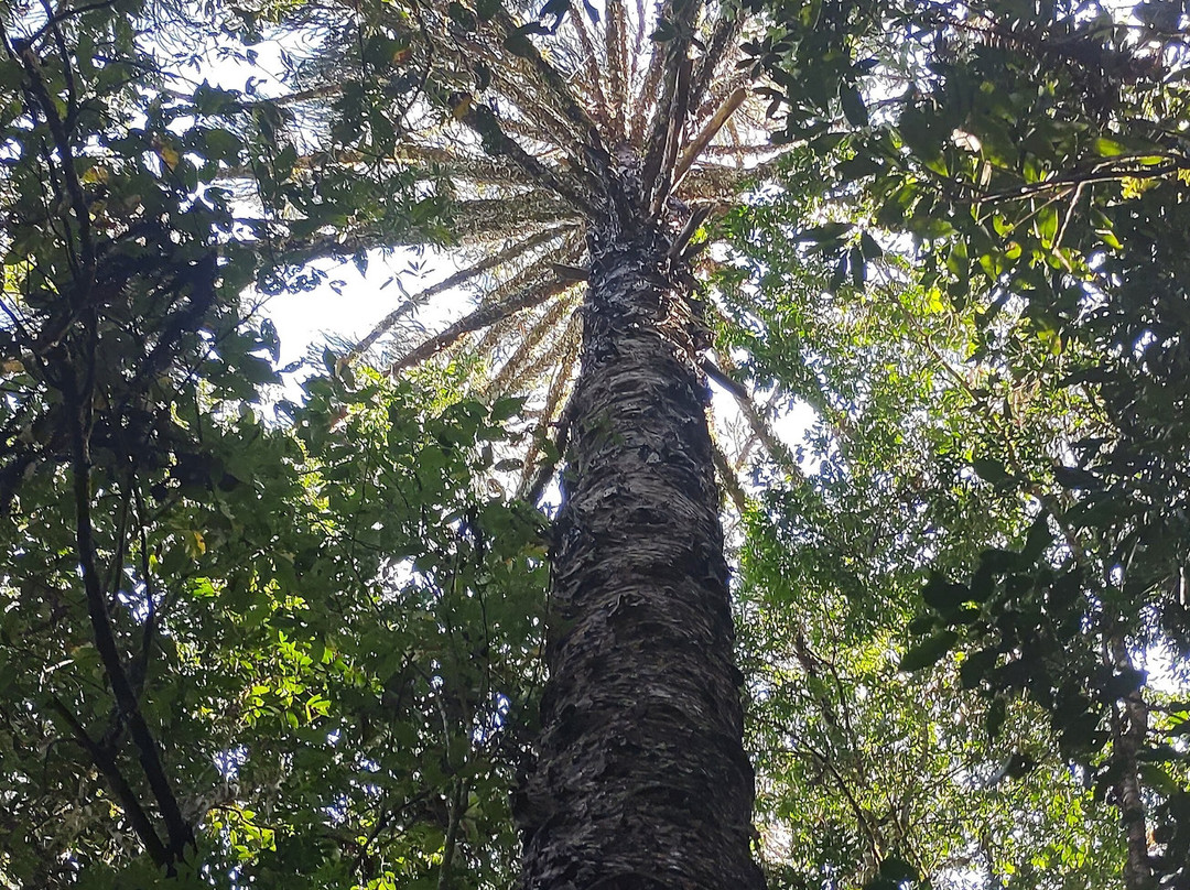 Parque Municipal Teixeira Soares-Marcelino Ramos必去景点