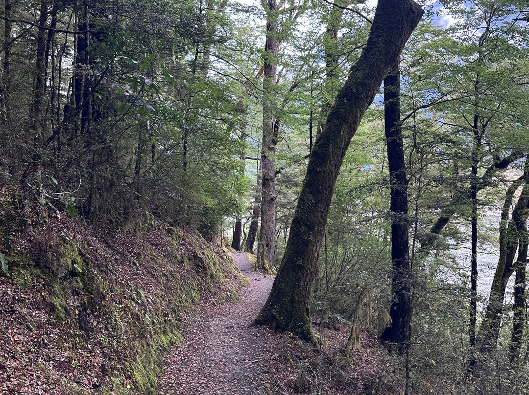 Lake Daniell Track-Springs Junction必去景点