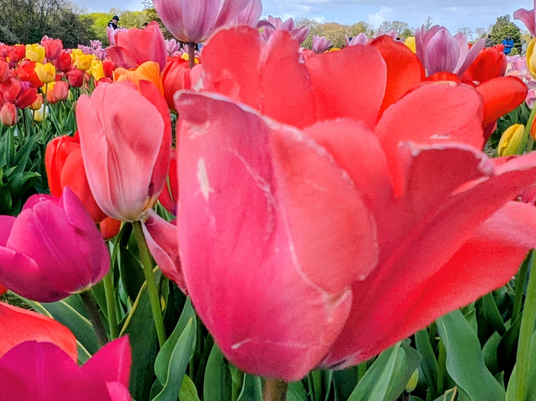 Tulleys Tulip Fields - Hertfordshire-圣奥尔本斯必去景点