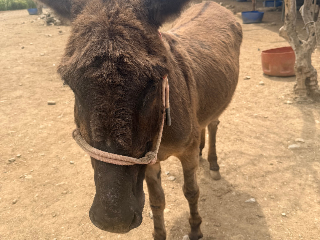 Agia Marina Donkey Rescue Sanctuary-Petrokefali必去景点