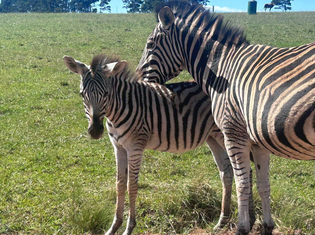 Oribi Gorge Nature Reserve-夸祖鲁-纳托尔省必去景点