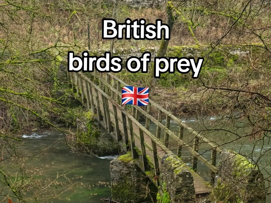 Bird of Prey Experiences - Hawkeye Falconry UK-Thoresby必去景点