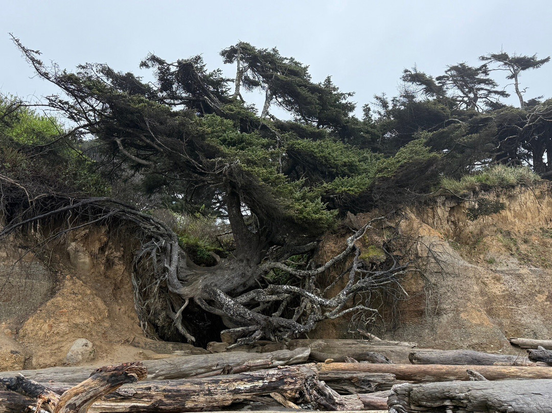 Tree Root Cave-福克斯必去景点