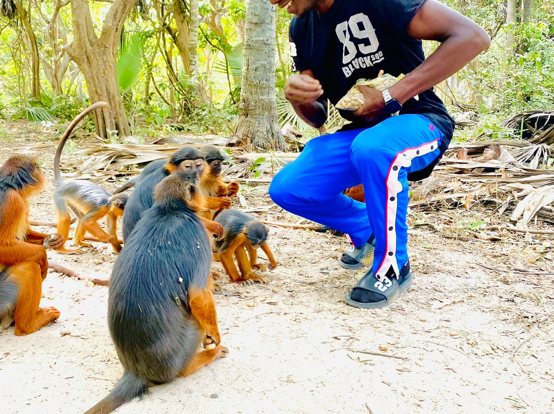 Monkey Park Senegambia-塞瑞库达必去景点