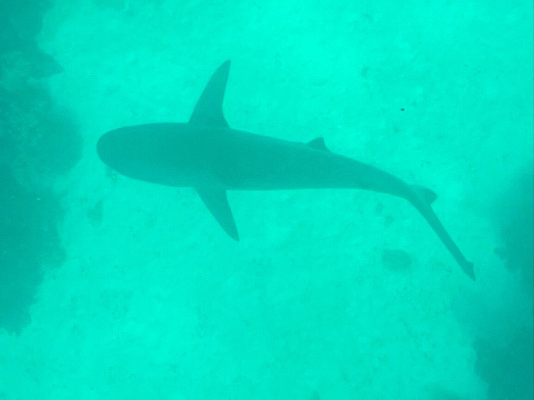 Ningaloo Reef Dive & Snorkel-珊瑚湾必去景点