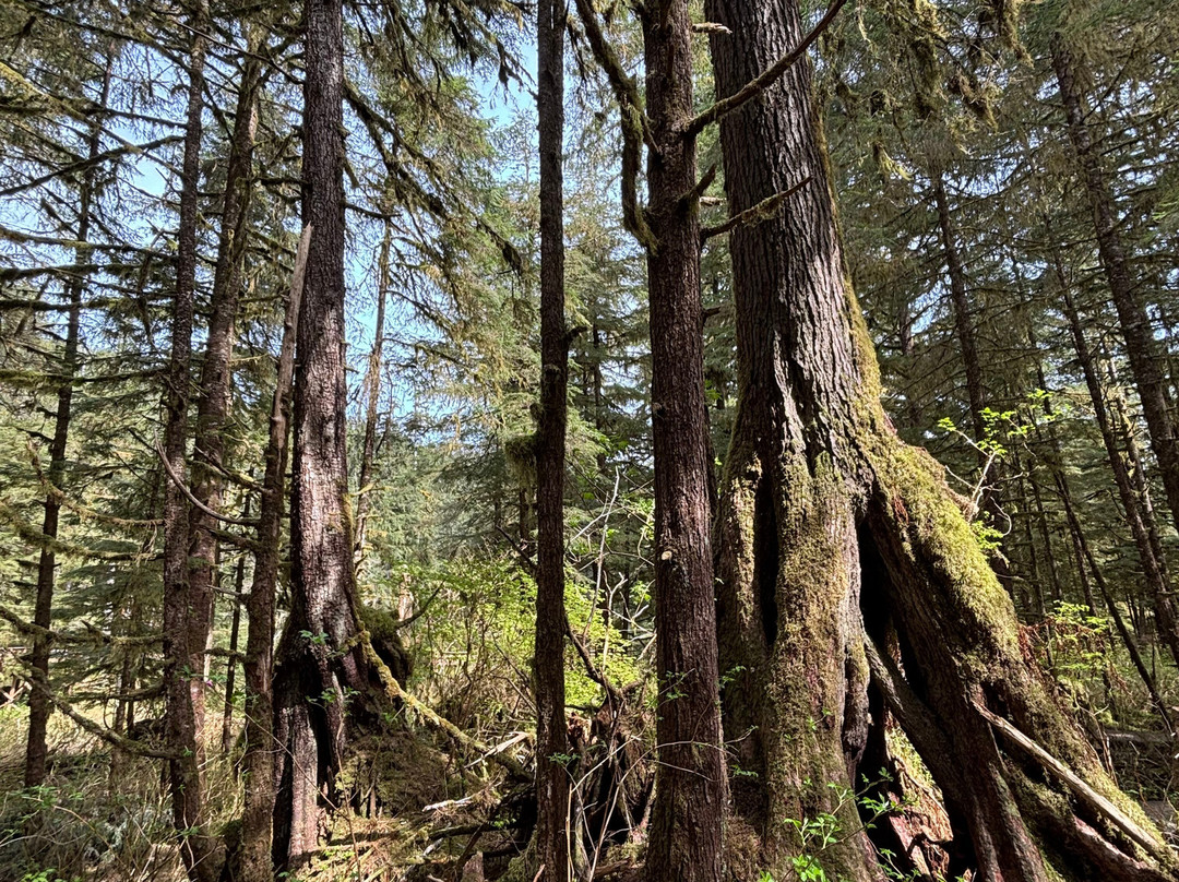 Alaska Rainforest Sanctuary-凯奇坎必去景点