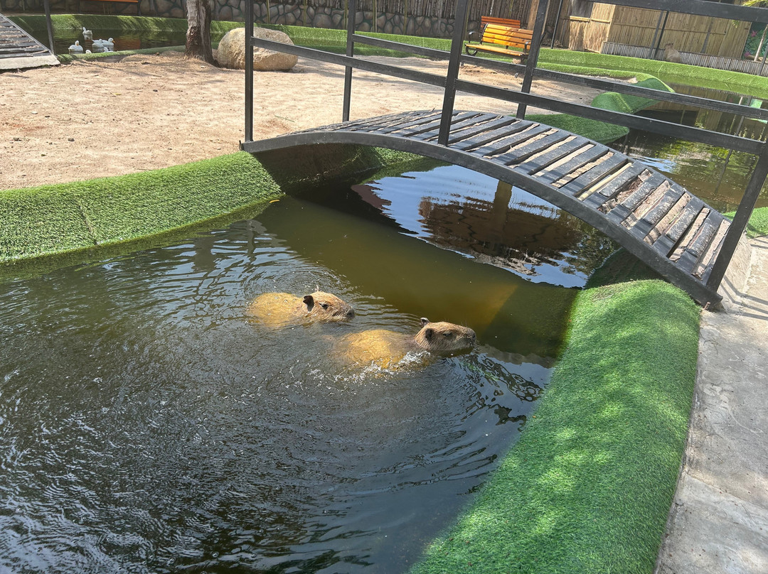 Capybara World Samui
