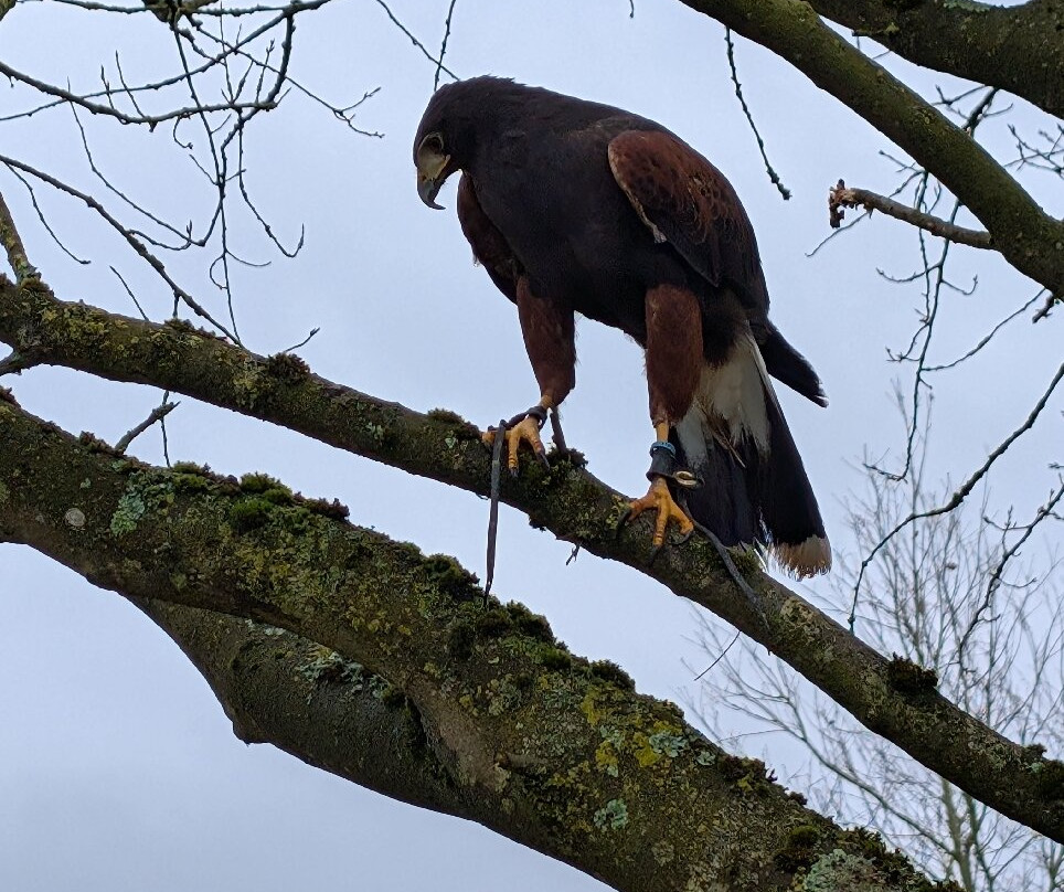 Hawksflight Falconry-特伦特河畔柏顿必去景点