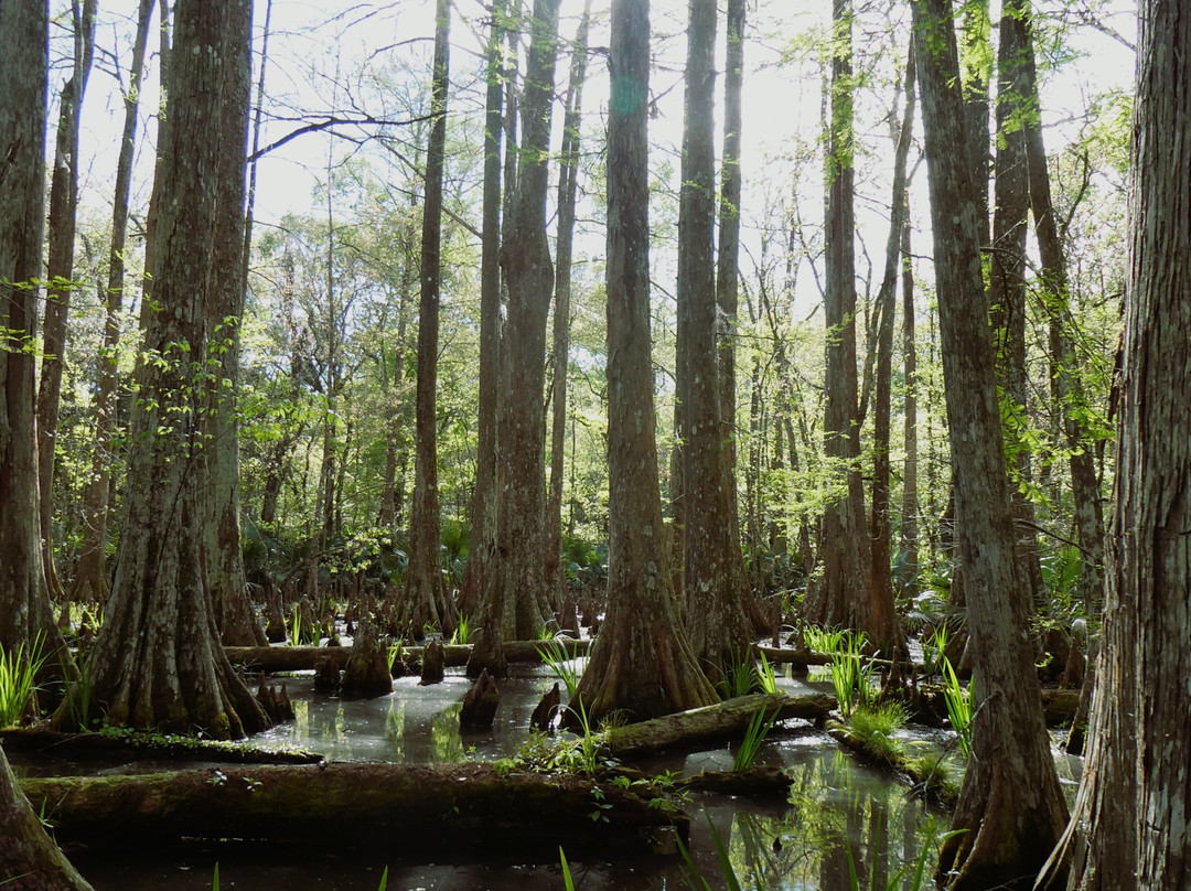 Palmetto Island State Park-Abbeville必去景点