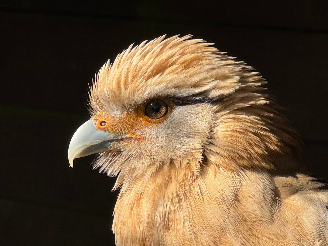 Gauntlet Birds Of Prey-纳茨福德必去景点