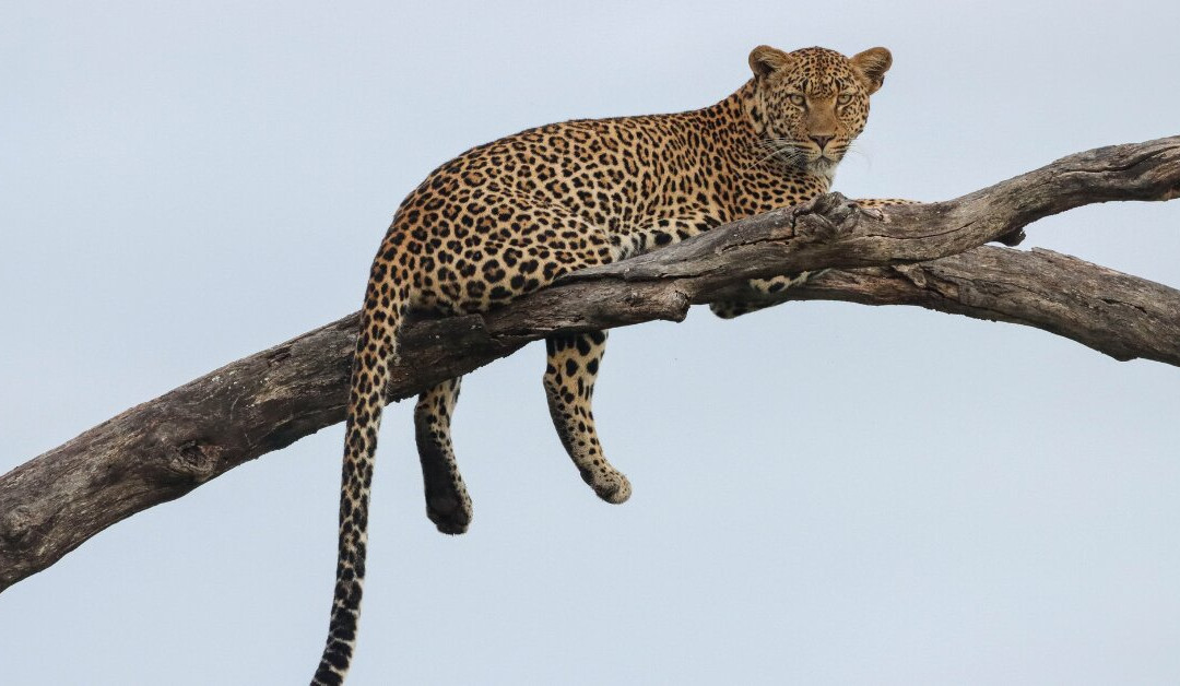 Kruger Park Game Drives-马里兰必去景点
