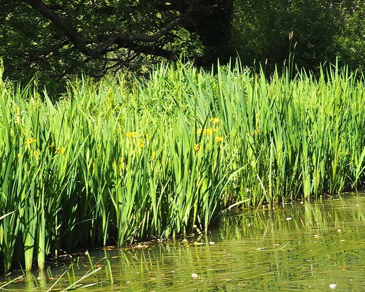 Wey & Arun Canal Trust-Loxwood必去景点