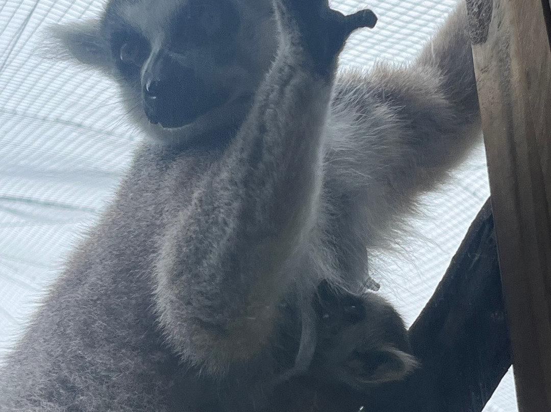 North Florida Wildlife Center-Lamont必去景点