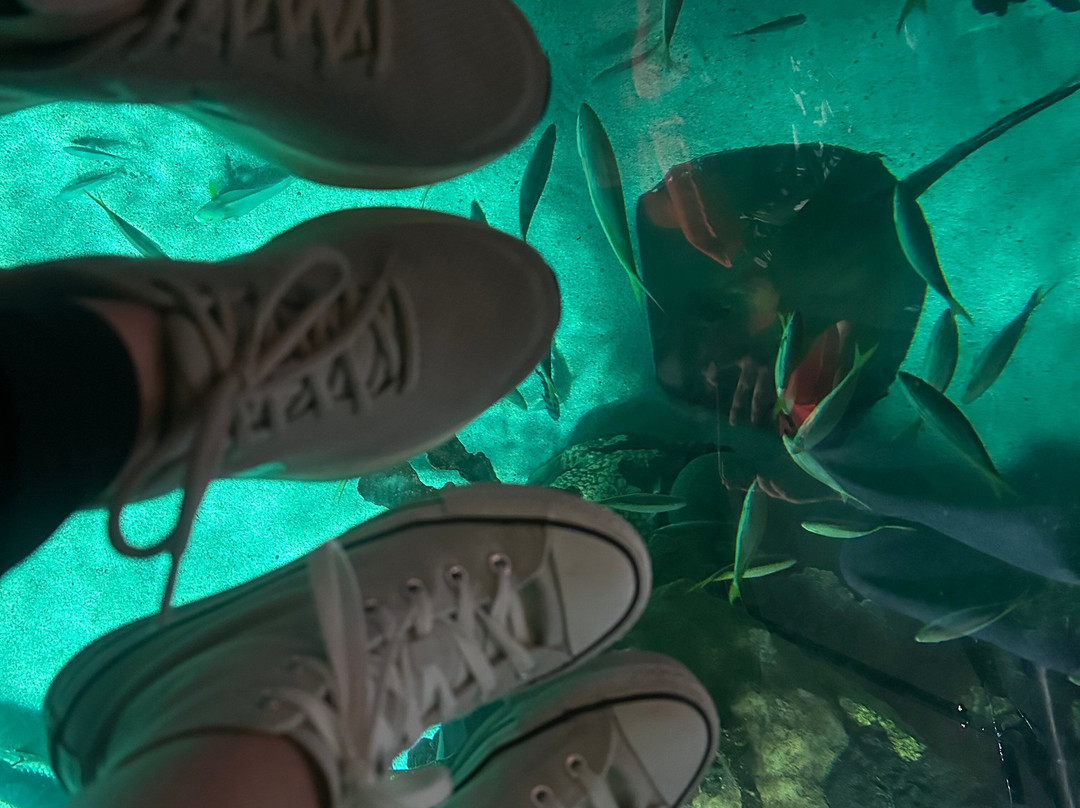 莱利大烟山水族馆-盖林柏格必去景点