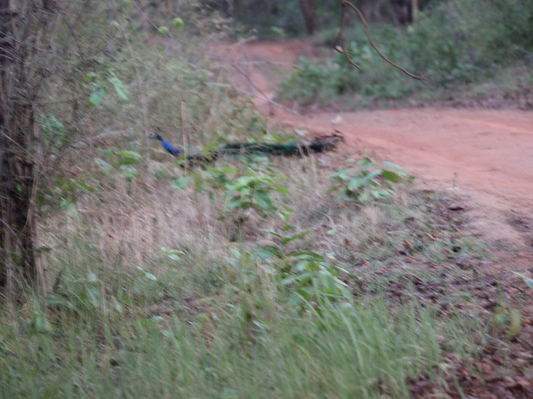 Tadoba Jungle Camp - Jungle Camps India主图