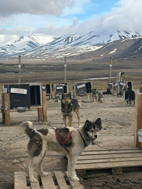 Green Dog Svalbard-朗伊尔城必去景点