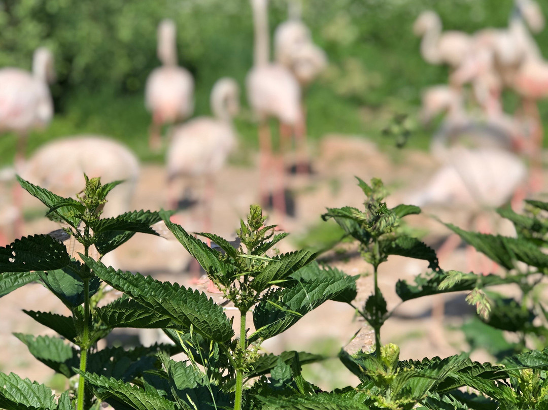 Bird Park Vorobyi-Vorobi必去景点