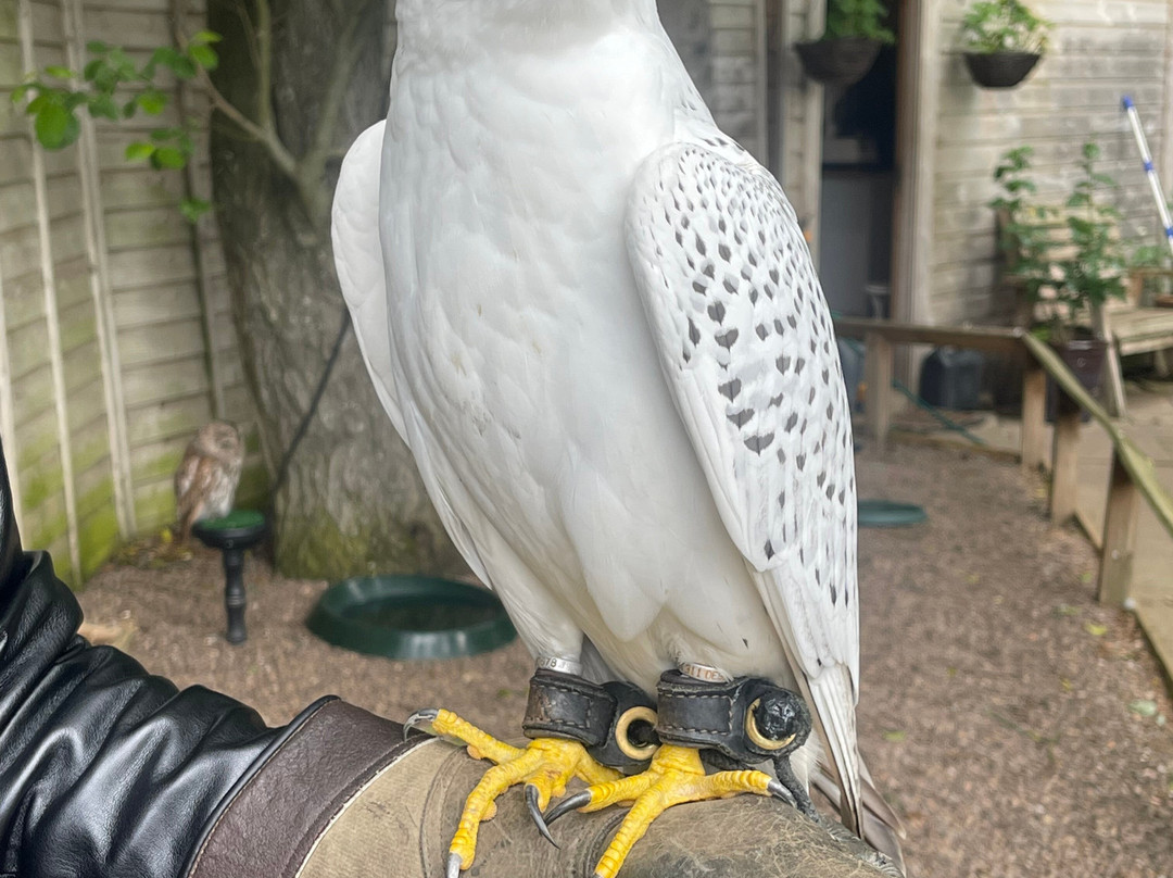 Dalhousie Castle Falconry-邦尼里格必去景点