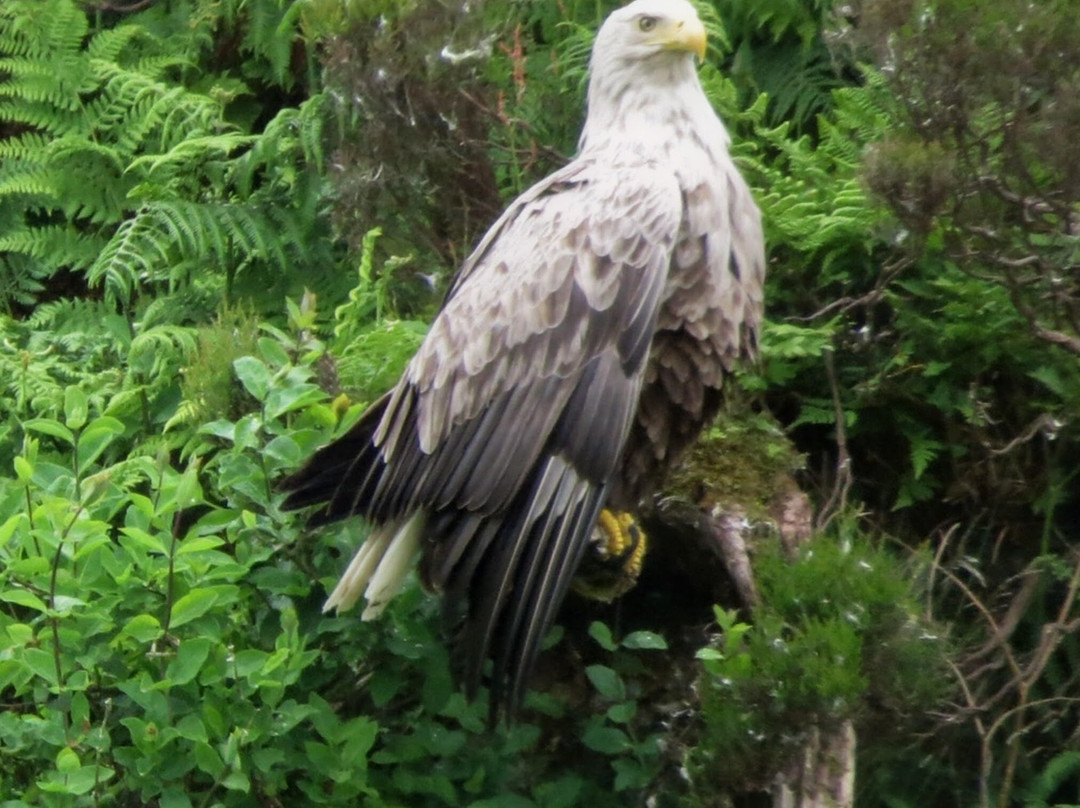 Lady Anne Wildlife Cruises-Grimsay必去景点