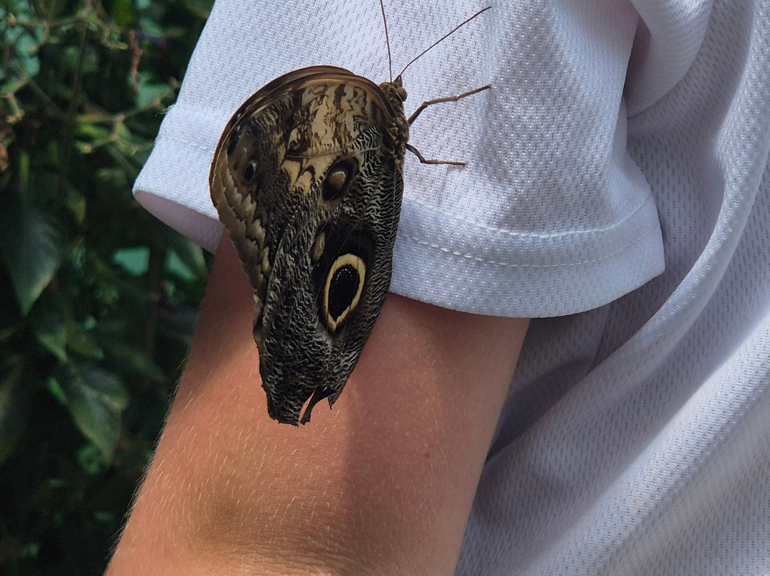 Guys Butterfly House-St Hilary必去景点