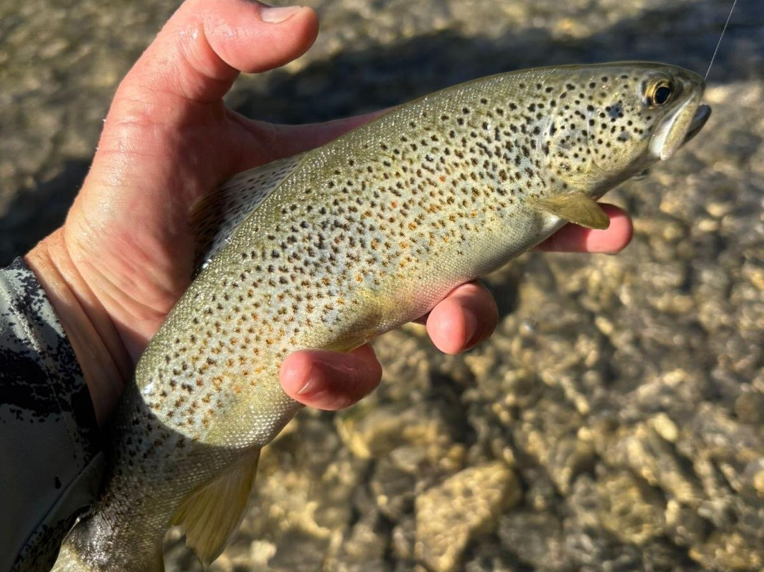 Riviera fly-fishing-Roquefort les Pins必去景点