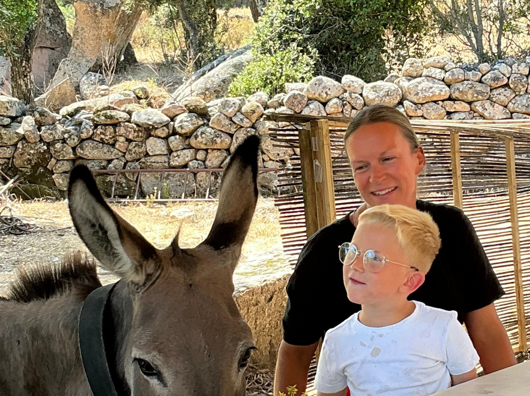 Sardinian Donkeys Farm Is Burriccheddus-Burcei必去景点