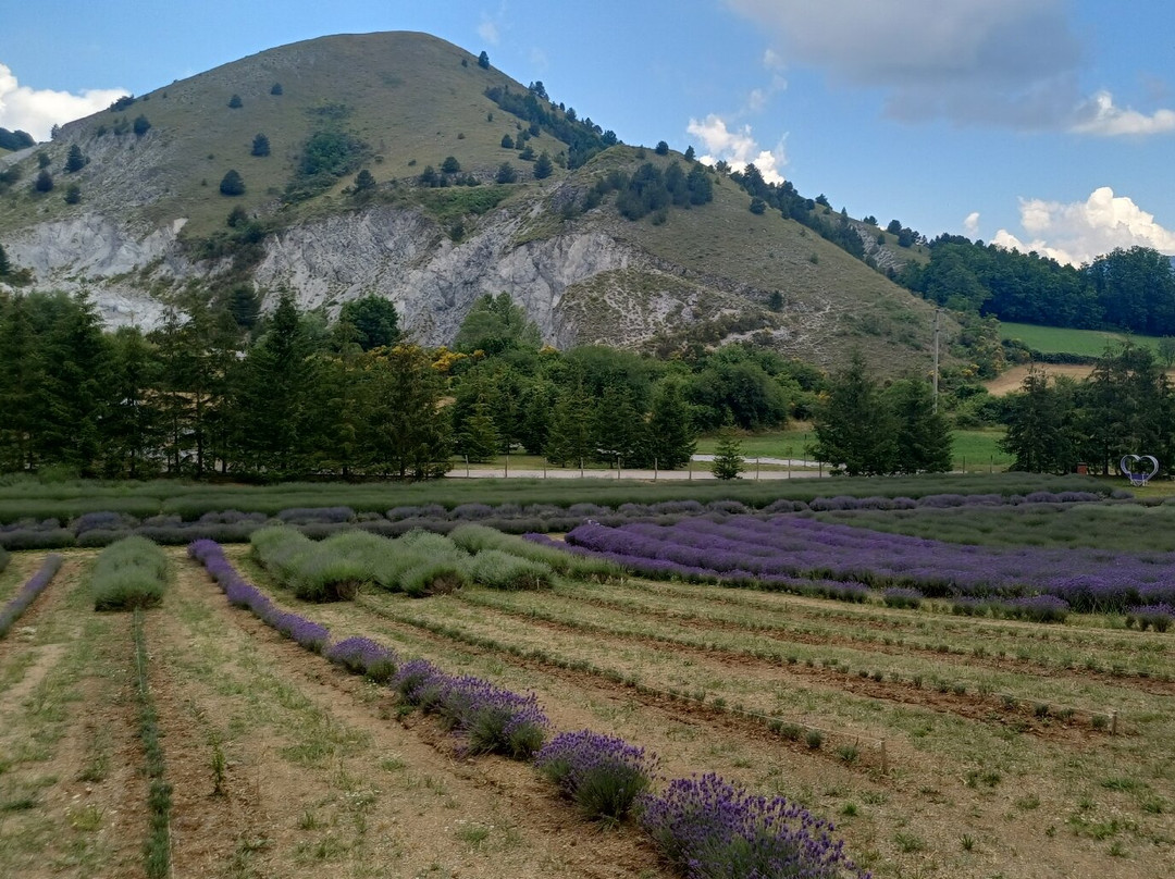 Parco Della Lavanda-Campotenese必去景点