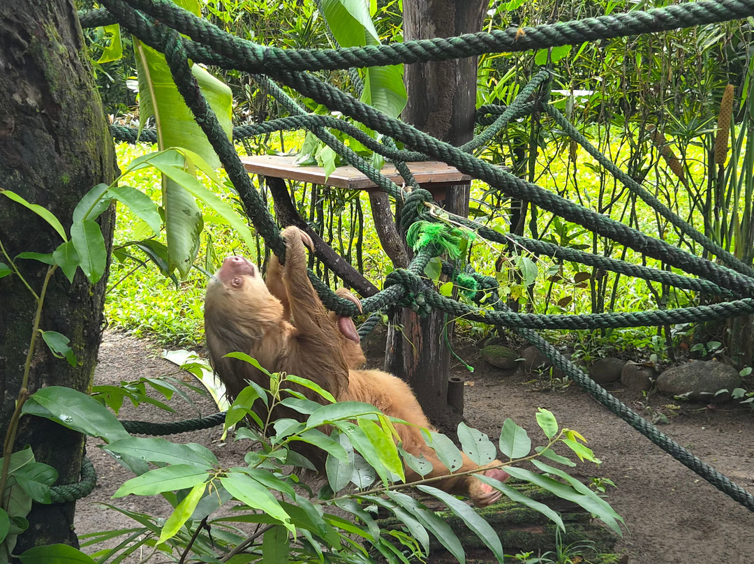 Jaguar Rescue Center-旧港必去景点