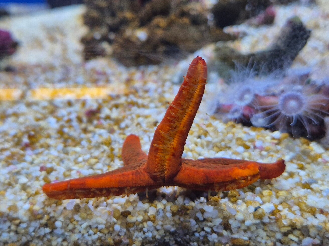 Aquarium Piran-皮兰必去景点