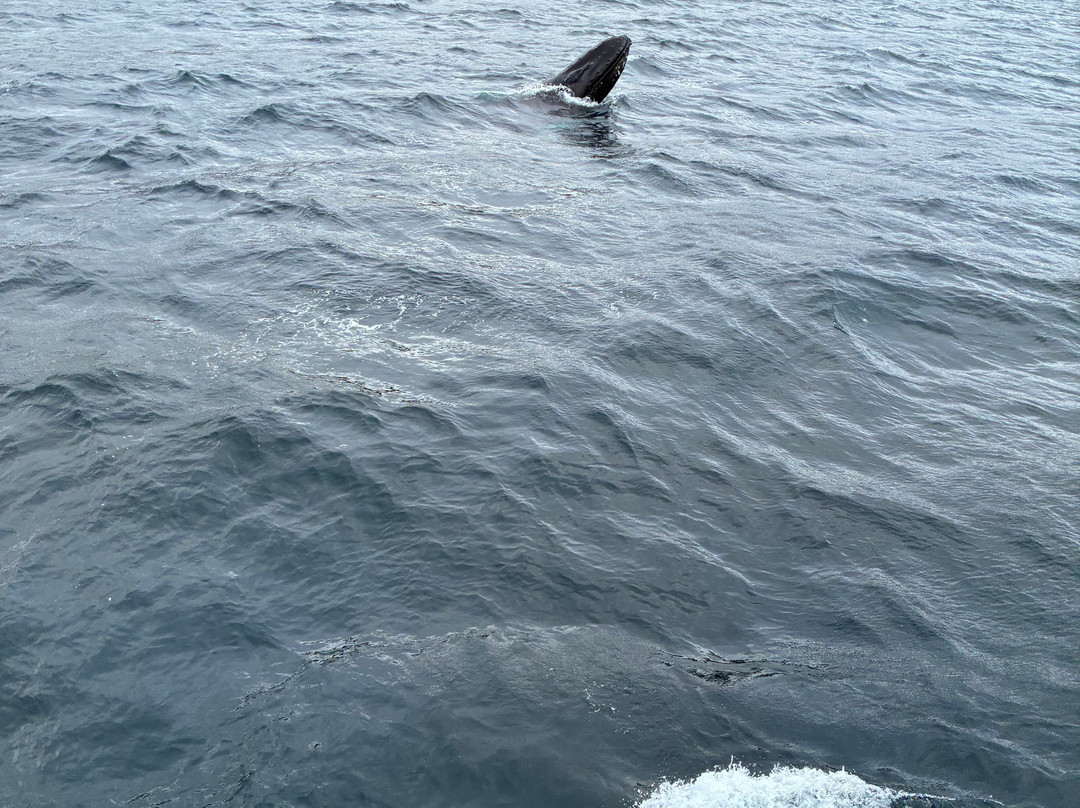 Gatherall's Puffin and Whale Watch-Bay Bulls必去景点