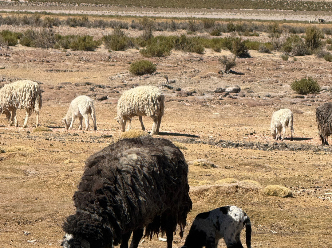 Agencia De Turismo Alabalti Atacama-圣佩德罗-德阿塔卡马必去景点
