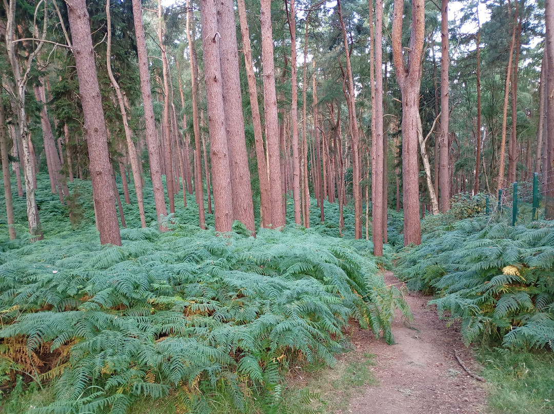 Center Parcs Woburn Forest主图