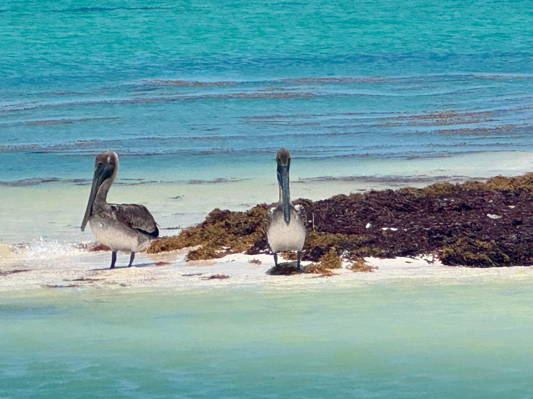 My Holbox Tours-Holbox必去景点