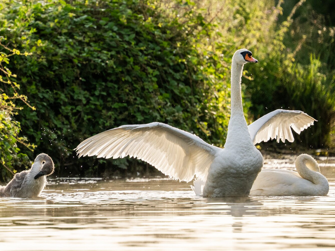 GG Wildlife Experiences Ltd-Goring-on Thames必去景点